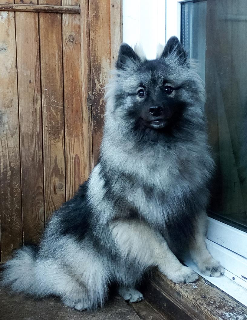 keeshond.su - Кеесхонд (вольфшпиц) Олимпик Спирит Делуна (Луна)