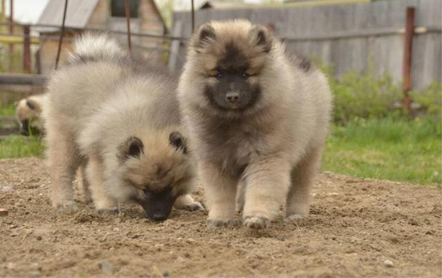 Keeshond breeders best sale