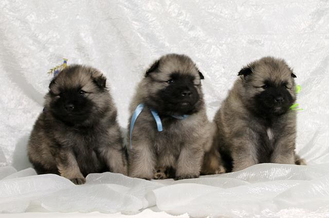 keeshond