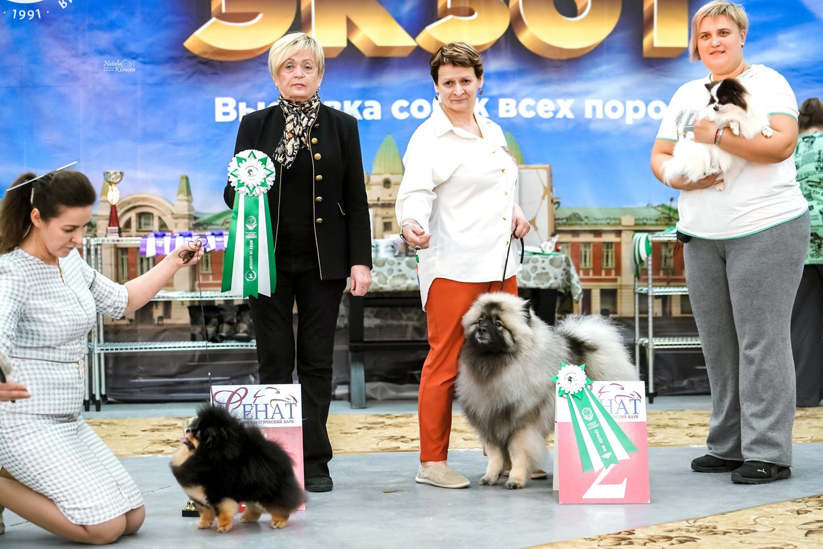 Кеесхонд Олимпик Спирит Максимус
