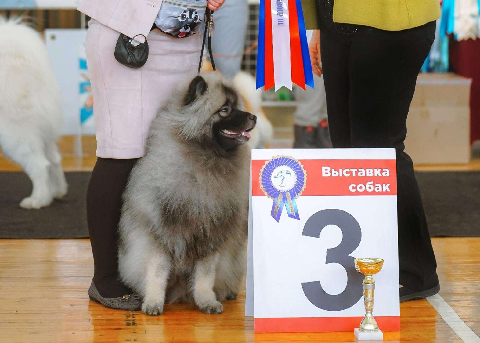 Кеесхонд Олимпик Спирит Максимус