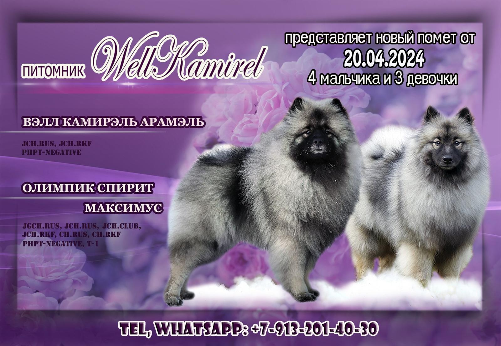 Pomet Maks Aramel 2024jpg