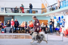 Северная Орхидея Фест Олимпик Голд, 12 лет