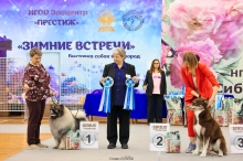 Северная Орхидея Фест Олимпик Голд, 12 лет