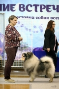 Северная Орхидея Фест Олимпик Голд 