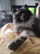 Олимпик Спирит Каспер