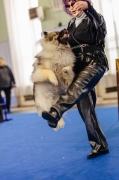 Олимпик Спирит Кумир