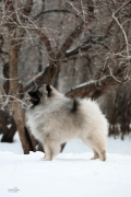 Алмазный Источник Рассветный Туман 