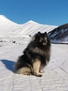Олимпик Спирит Лорд