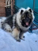 Олимпик Спирит Лориана