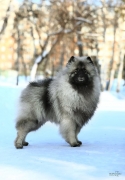 Олимпик Спирит Максимус