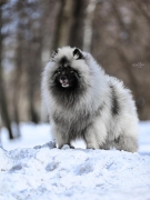 Олимпик Спирит Максимус