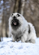 Олимпик Спирит Максимус