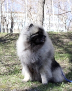 Олимпик Спирит Максимус