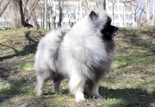Олимпик Спирит Максимус