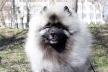 Олимпик Спирит Максимус
