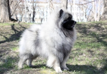 Олимпик Спирит Максимус