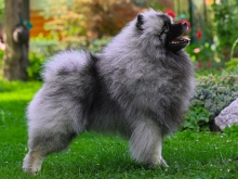 Олимпик Спирит Максимус
