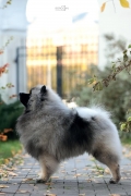 Олимпик Спирит Максимус