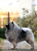 Олимпик Спирит Максимус