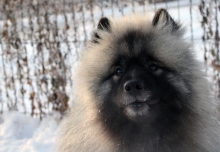 Олимпик Спирит Максимус