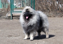 Олимпик Спирит Максимус, 18 месяцев