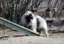 Олимпик Спирит Максимус, 18 месяцев