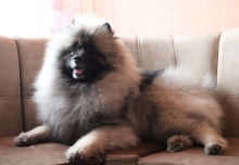 Олимпик Спирит Максимус, 18 месяцев