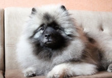 Олимпик Спирит Максимус, 18 месяцев