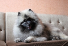 Олимпик Спирит Максимус, 18 месяцев