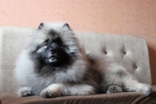 Олимпик Спирит Максимус, 18 месяцев