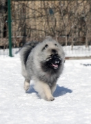 Олимпик Спирит Максимус, 18 месяцев