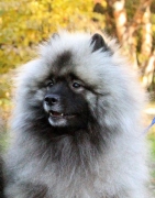 Олимпик Спирит Максимус