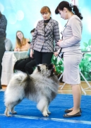 Олимпик Спирит Максимус