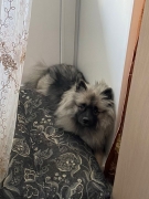 Олимпик Спирит Мирослава