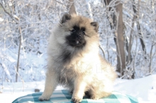 Олимпик Спирит Мистика, 11 недель