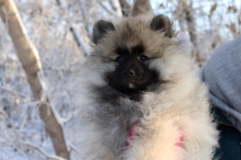 Олимпик Спирит Мистика, 11 недель