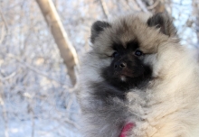 Олимпик Спирит Мистика, 11 недель
