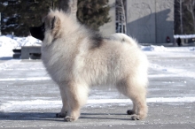 Олимпик Спирит Мистика, 5 месяцев