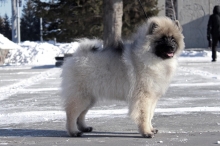 Олимпик Спирит Мистика, 5 месяцев