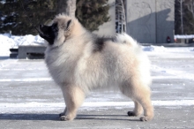 Олимпик Спирит Мистика, 5 месяцев