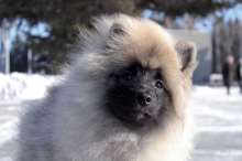 Олимпик Спирит Мистика, 5 месяцев
