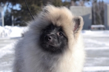 Олимпик Спирит Мистика, 5 месяцев