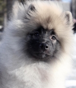 Олимпик Спирит Мистика, 5 месяцев