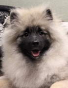 Олимпик Спирит Мистика, 5 месяцев