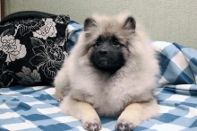 Олимпик Спирит Мистика, 5 месяцев