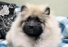 Олимпик Спирит Мистика, 5 месяцев