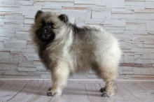 Олимпик Спирит Мистика, 7 недель