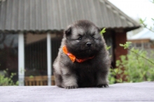 Олимпик Спирит Патрик, 29 дней